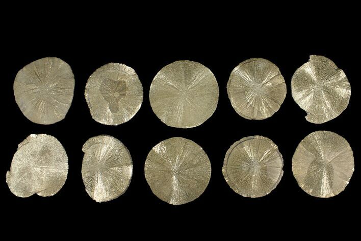 Lot: - Pyrite Suns From Illinois - Pieces #92540